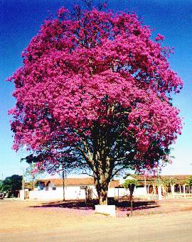 Ip Rosa - Bairro Nova Torrinha