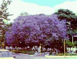 Jacarand Paulista - Praa da Matriz