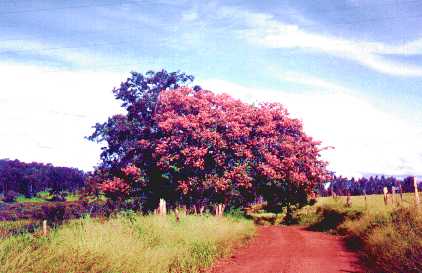 Paineira - Estrada da Cachoeira do Mira